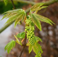 Bergahorn - Acer pseudoplatanus