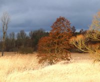 Schwarzerle - Alnus glutinosa