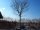 Gemeine Esche - Fraxinus excelsior