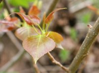 Schwarzpappel - Populus nigra