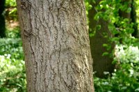 Zitterpappel - Populus tremula