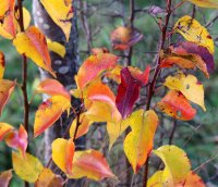 Wildbirne - Pyrus communis