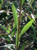Kopf- Silberweide - Salix alba