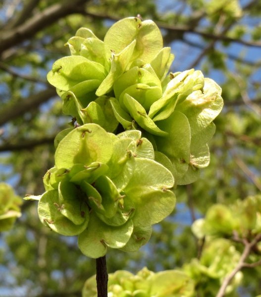 Feldulme - Ulmus carpinifolia 