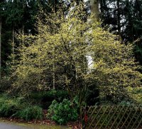 Kornelkirsche - Cornus mas