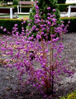 Liebesperlenstrauch - Schönfrucht - Callicarpa bodinieri Profusion
