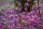 Liebesperlenstrauch - Sch&ouml;nfrucht - Callicarpa bodinieri Profusion