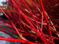 Gemeiner-Hartriegel - Blutroter-Hartriegel - Cornus sanguinea