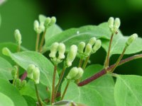 Rote-Heckenkirsche - Lonicera xylosteum 