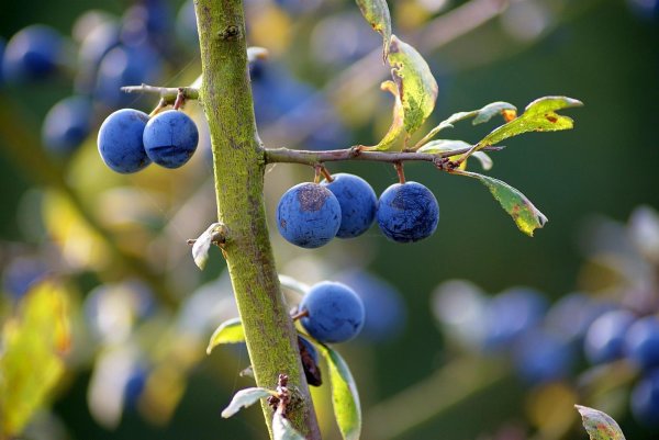 Schlehe - Prunus spinosa