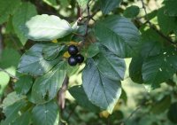 Faulbaum - Rhamnus frangula