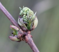 Traubenholunder - Sambucus racemosa