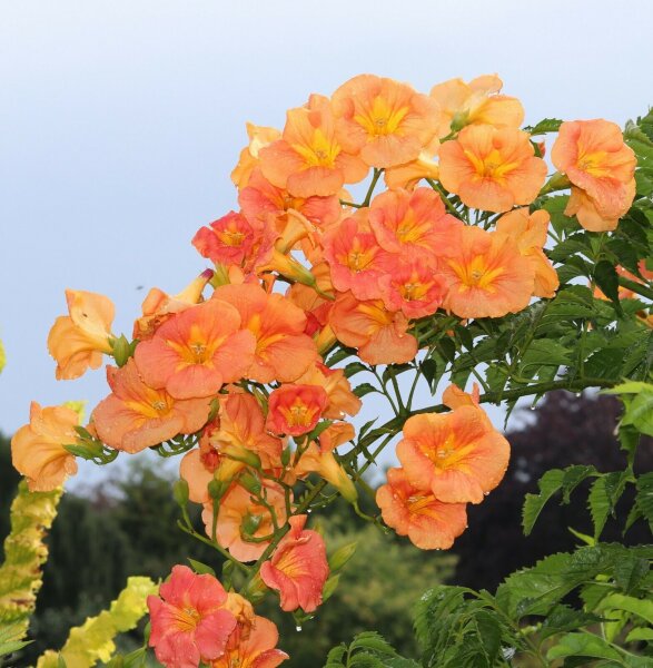 Trompetenblume Indian Summer - Campsis radicans Indian Summer