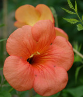 Trompetenblume - Campsis radicans - Indian Summer  60-100 cm im 3 Liter Container
