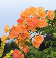 Trompetenblume Indian Summer - Campsis radicans 60-100 cm im 3 Liter Container