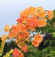 Trompetenblume Indian Summer - Campsis radicans