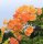 Trompetenblume - Campsis radicans - Indian Summer  60-100 cm im 3 Liter Container