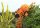 Trompetenblume - Campsis radicans - Indian Summer  60-100 cm im 3 Liter Container