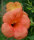 Trompetenblume Indian Summer - Campsis radicans Indian Summer