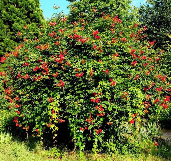 Rote Trompetenblume Online Bestellen 24 95 rote-trompetenblume-online-bestellen-24-95