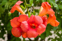 Trompetenblume - Trompetenwinde orangerot - Campsis radicans