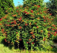 Trompetenblume - Trompetenwinde orangerot - Campsis radicans