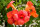Rote Klettertrompete - Trompetenblume - Campsis radicans 60 - 100 cm im Container