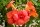 Trompetenblume - Trompetenwinde rotorange - Campsis radicans