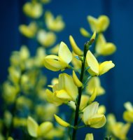 Elfenbeinginster - Ginster Cytisus praecox Allgold