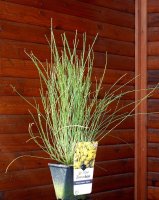 Elfenbeinginster - Ginster Cytisus praecox Allgold