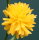 Ranunkelstrauch - Ranunkel Kerria japonica Pleniflora