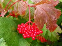 Gemeiner Schneeball - Viburnum opulus