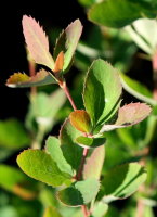 Gewöhnliche Berberitze -Sauerdorn - Berberis vulgaris