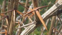 Sauerdorn - Berberis vulgaris 