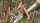 Gewöhnliche Berberitze -Sauerdorn - Berberis vulgaris