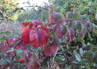 Wilde Brombeere - Rubus fructicosus