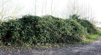 Wilde Brombeere - Rubus fructicosus