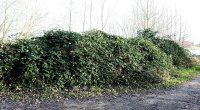 Wilde Brombeere - Rubus fruticosus