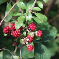Wilde Brombeere - Rubus fruticosus