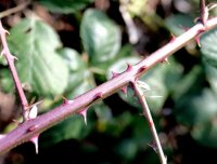 Wilde Brombeere - Rubus fruticosus