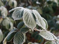 Wilde Brombeere - Rubus fruticosus