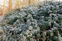 Wilde Brombeere - Rubus fruticosus