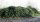 Wilde Brombeere - Rubus fruticosus