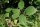 Wilde Brombeere - Rubus fruticosus