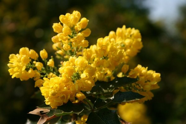 Mahonie - Mahonia aquifolium 