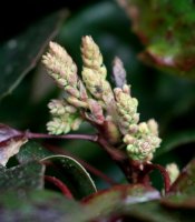 Mahonie - Mahonia aquifolium 