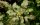 Mahonie - Mahonia aquifolium 