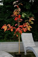 Rot-Eiche - Quercus rubra