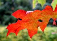 Rot-Eiche - Quercus rubra