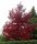 Rot-Eiche - Quercus rubra
